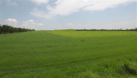 Premium Photo Rich Green Grass Grows On A Sod Farm Background