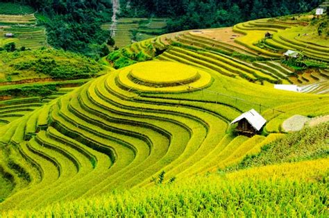 Campos De Arroz En Terrazas De Mu Cang Chai YenBai Vietnam Los