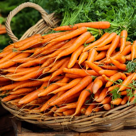 Beginners Guide To Growing Carrots Easy To Grow Plants