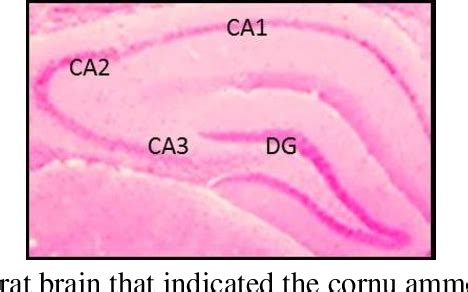 Figure 1 From Hippocampal Astrocyte Response To Melatonin Following