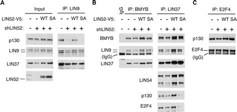 Dyrk1a Protein Kinase Promotes Quiescence And Senescence Through Dream