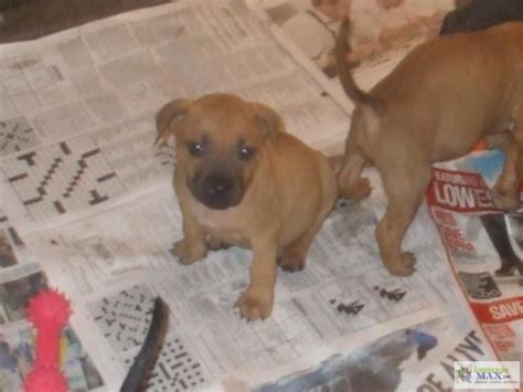 Pitbull chiot a vendre pas cher chaton chien à donner