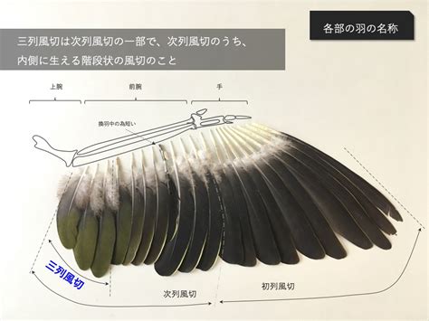 【三列風切とは？】風切の中では案外謎な部位、この際はっきりさせます Skg 羽のバックヤード