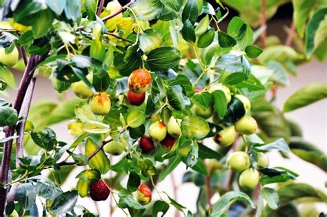 How To Grow Jujube Trees Stark Bros