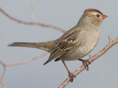 Ecobirder: Field Sparrow Identification