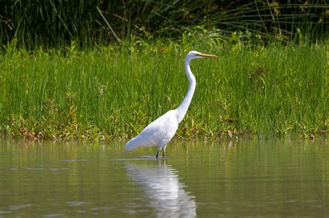 Case Study: Barmah wetlands - World Wetland Network