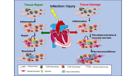 Cells Free Full Text Role Of Cardiac Macrophages On Cardiac