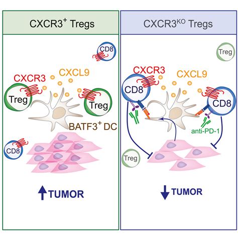 Cxcr3 Expression In Regulatory T Cells Drives Interactions With Type I