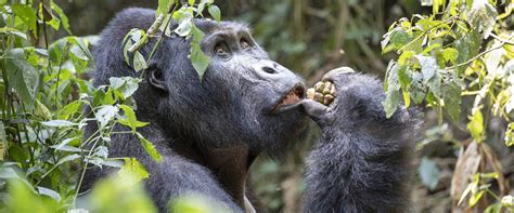 Days Uganda Bwindi Gorilla Trek All Time Safaris