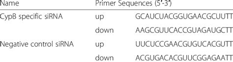 List Of Sirna Sequences Used In This Study Download Table