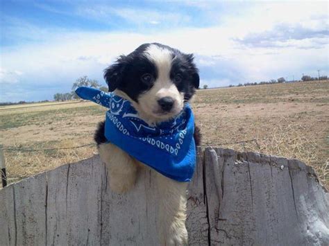 Australian Shepherd/Border Collie Puppies! for Sale in Belle Plain, Colorado Classified ...