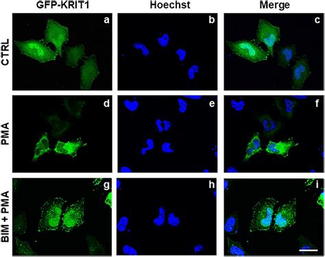 Pkc Activity Regulates The Nucleocytoplasmic Shuttling Of Krit Hela