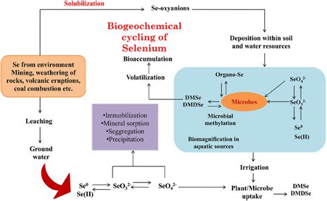 Schematic Representation Of Biogeochemical Cycling Of Selenium Within