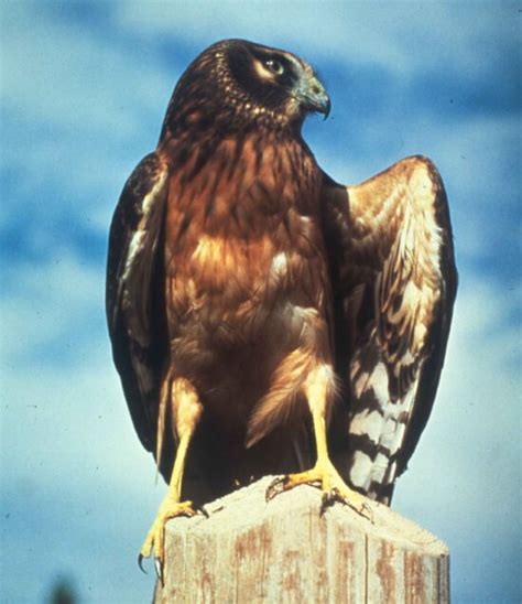 picture hawks birds