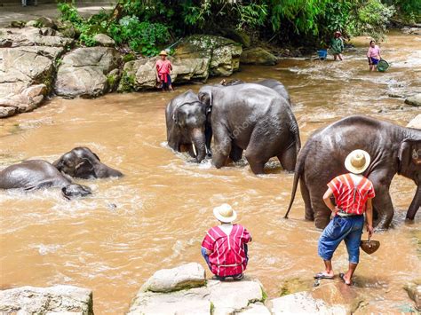 Chiang Mai Tailandia De Julio De Elefantes Ba Ndose En El