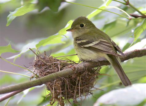 Bill Hubick Photography - Acadian Flycatcher (Empidonax virescens)