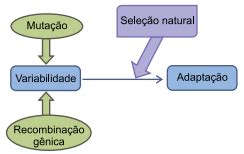 Quest O O Esquema Ilustra De Maneira Simplificada Os Processos