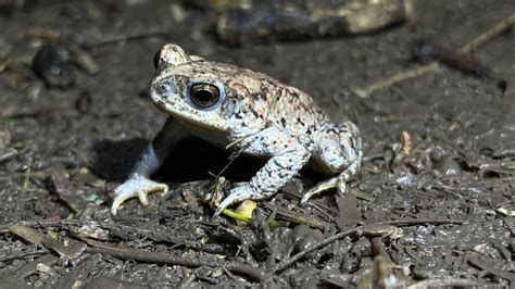 Michael Bogan On Twitter TOADS ARE OUT IN THE RILLITO These Couchs