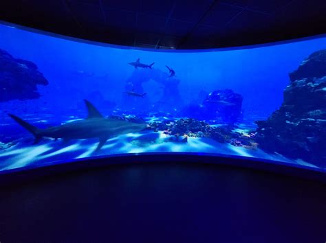 Shark Exhibit Houston 2024 - Cora Meriel