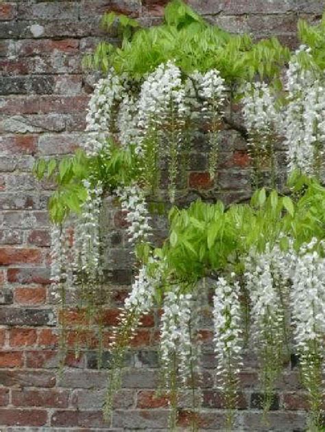 Gardening 101 Wisteria Gardenista Web Story Gardenista