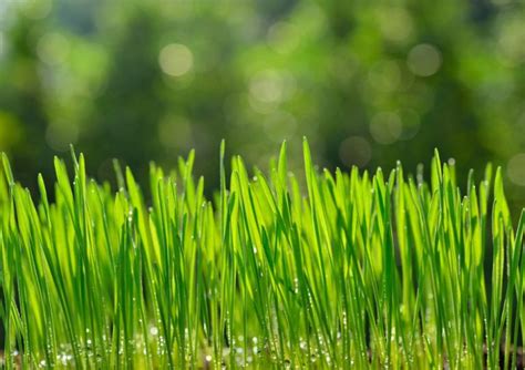 Wheatgrass Care How To Grow And Harvest Wheatgrass