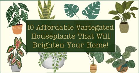 10 Affordable Variegated Houseplants That Will Brighten Your Home ...