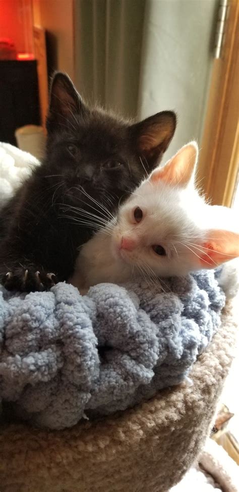 A Cat And A Rat Cuddle Together On Some Blankets