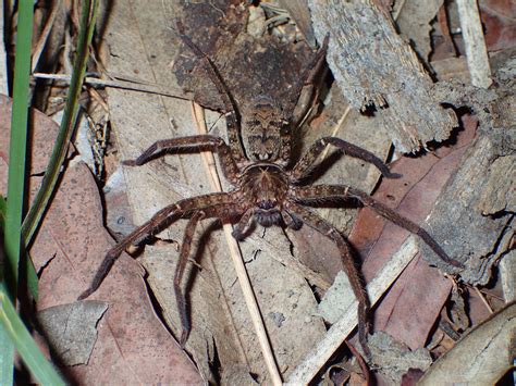 Huntsman Spiders Queensland Museum