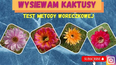 Uczę się jak wysiewać nasiona kaktusów test metody woreczkowej