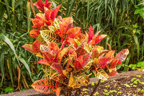 9 Beautiful Red Indoor Plants