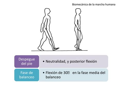 Biomec Nica De La Marcha Humana Ppt