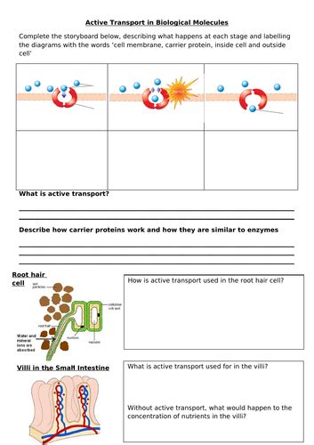 Active Transport Gcse New Spec Teaching Resources