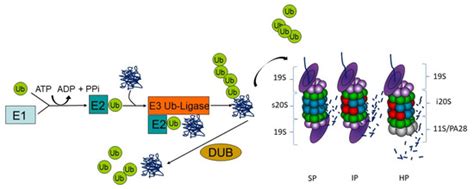 Biomolecules Free Full Text Out Of Control The Role Of The