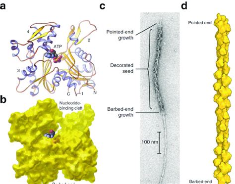 Figure1. Structure of the actin molecule and actin filament. Modified ...