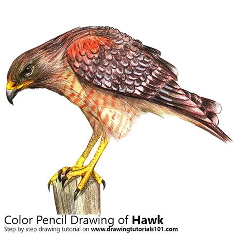 Hawk Drawing Color