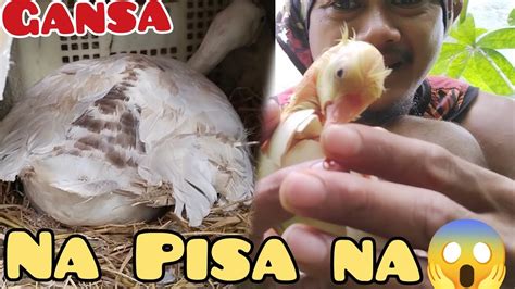 May Pang Binta Na Naman Tayo Pisa Na Ang Mga Itlog Ng Gansa YouTube