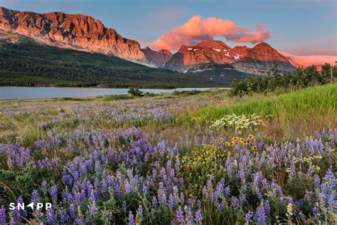 Wildflowers in Glacier National Park - PhotoHound Articles