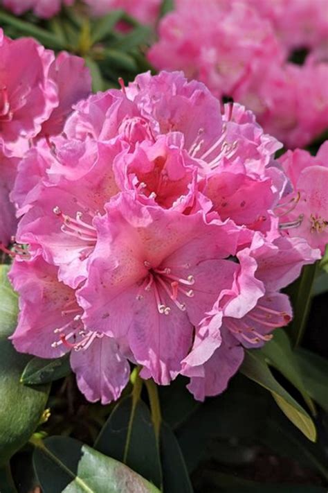 Buy Holden S Pink Flair Rhododendron Free Shipping Wilson Bros Gardens 3 Gallon Pot For