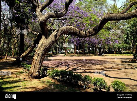 Park In Polanco District Mexico City Stock Photo Alamy