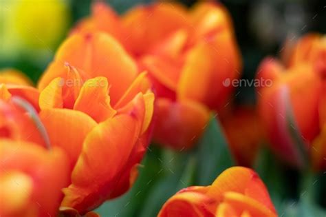 Orange Tulips Flowers In The Garden Stock Photo By Flernata Photodune