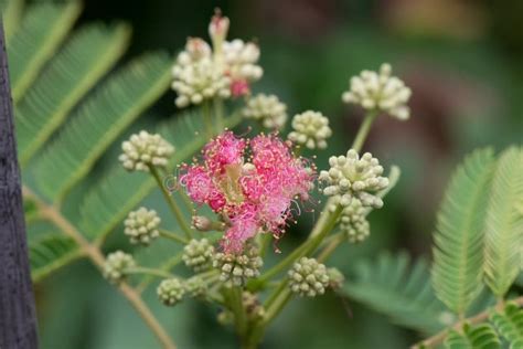 Fleur Et De Bourgeons Perses De Julibrissin Albizia D Arbre De Soie