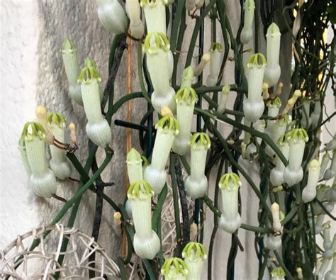 Horny Wonder Condom Plant