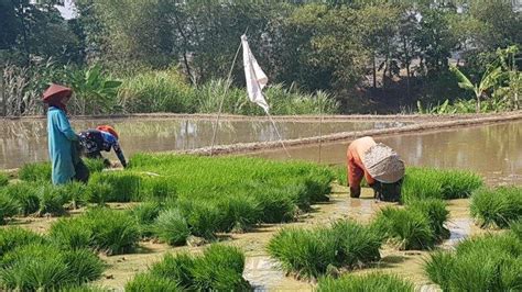 Atasi Kekeringan Petani Purwakarta Optimalkan Pompa Bantuan Kementan