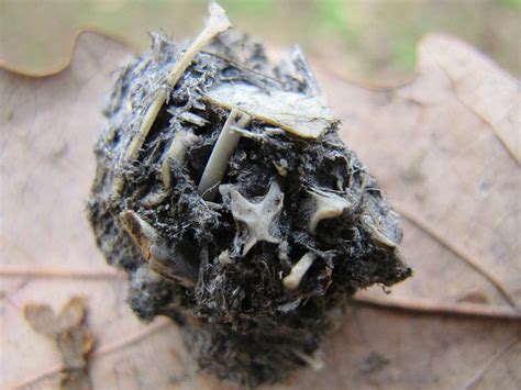 Taxonomic Collections Dissection Of Owl Pellets For Mammal Bones