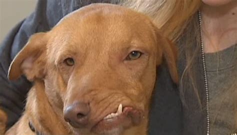 Dog With Facial Deformity Becomes Internet Famous