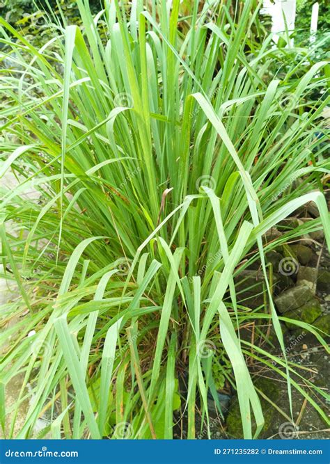 Photo Pandanus Tectorius Plant Stock Photo Image Of Vegetable Flower