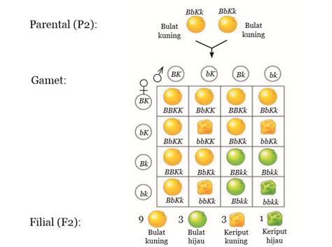 Blog Belajar Ipa Smp Persilangan Dihibrida Dua Sifat Beda