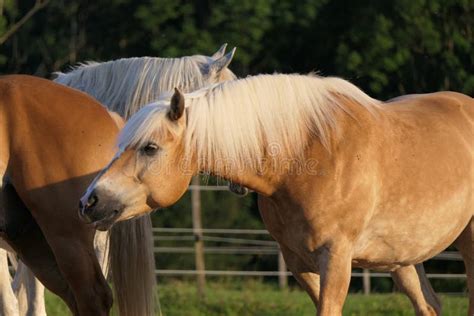 Portrait And Front Part Of Haflinger Horse With Black Nostrils Going To