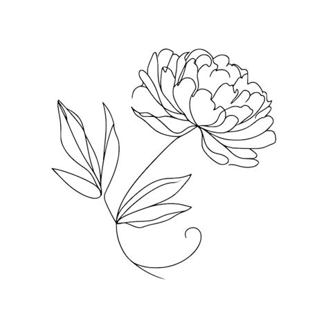 Premium Vector Peony Flower Illustration