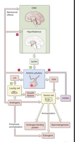 Week 13 Sex Hormones And Anatomy Flashcards Quizlet